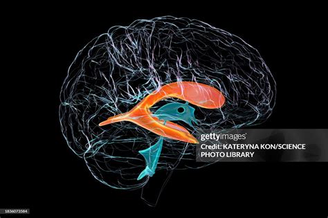 Lateral Brain Ventricles Illustration High-Res Vector Graphic - Getty ...