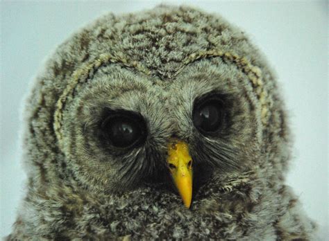 Baby Barred Owl | Baby Barred Owl -Webster | Ryan Dyck | Flickr