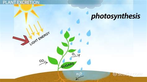 Excretion: Definition & Examples - Video & Lesson Transcript | Study.com