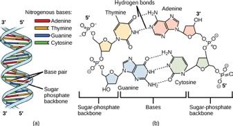 DNA Structure – Mt Hood Community College Biology 102