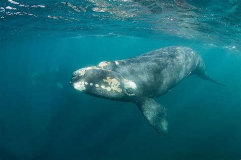 North Atlantic Right Whale – Facts, Size, Habitat, Pictures