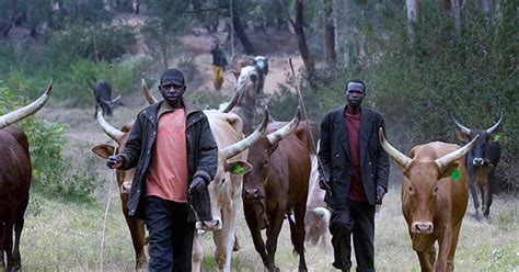 Fulani Herdsmen Demand Compensation From Federal Government | CKN News