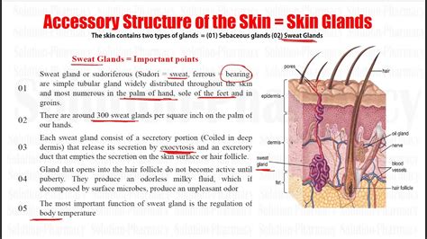 Human Anatomy & Physiology (51)= Accessory Structure of Skin = Glands ...