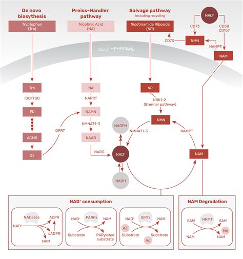 NAD Biosynthesis & Metabolome — About NAD