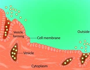 Clathrin-mediated Endocytosis