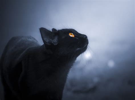 7 Reasons Why Your Cat is Meowing at Night » Petsoid