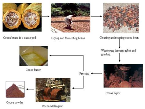 The Production Process From Cocoa Beans To Semi Finished Products