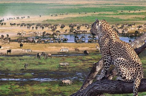 Safari To Serengeti National Park | Eden tours and travel