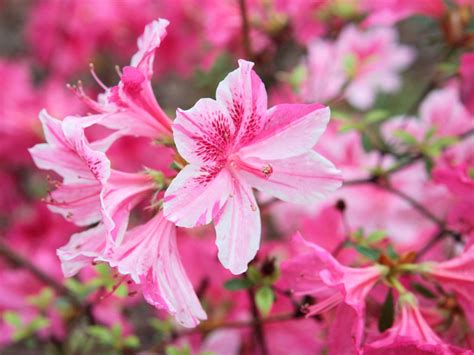 Azalea Varieties: Choosing Different Kinds Of Azalea For The Landscape