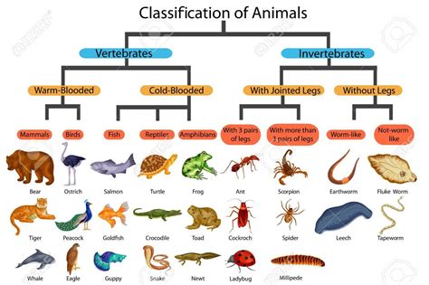 Education Chart Of Biology For Classification Of Animals Diagram ...