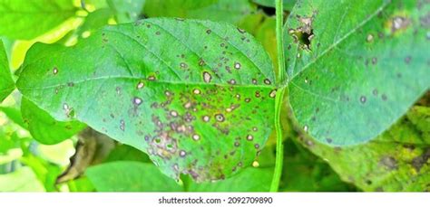 877 Plant Diseases Caused By Bacteria Images, Stock Photos & Vectors ...