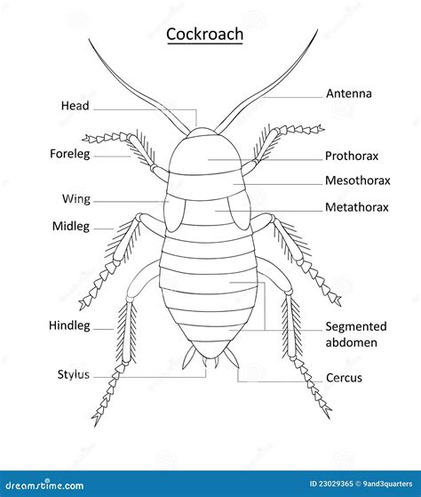 Cockroach Anatomy- Line Art With Labels On White Stock Vector ...