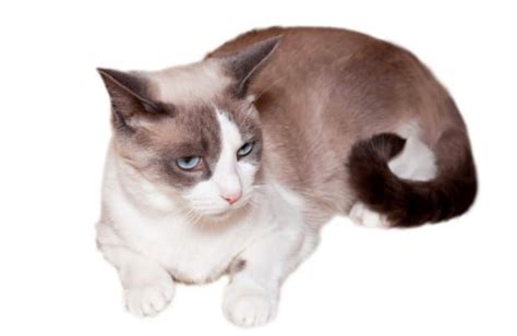 Snowshoe Cat Breed Profile, 44% OFF | www.elevate.in