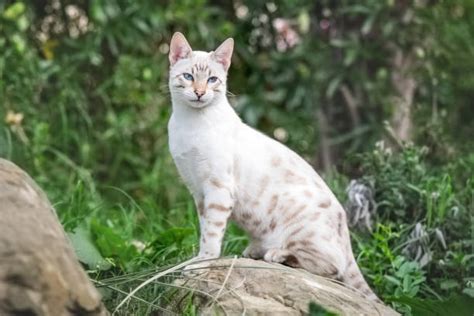 White Bengal Cat: Colors, Breeds & Characteristics