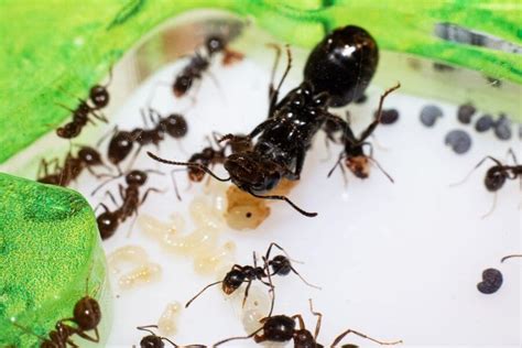 What Happens When You Kill A Queen Ant? - Dr. Death Pest Control