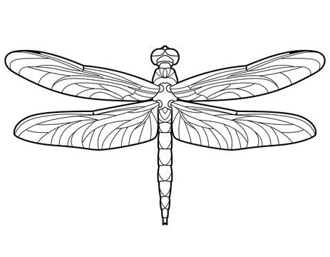 Dragonfly Wing Outline