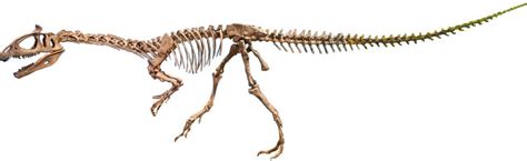 Dilophosaurus Fossil