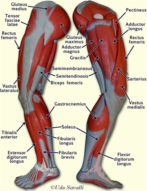 Leg Muscles Labeled