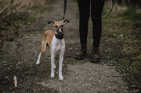 The Plott Hound: From Boar Hunting to Faithful Companion