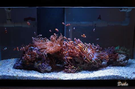 Clownfish and Anemone Only tank - Reef Central Online Community ...