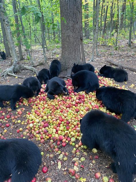 Black Bears eating some apples in the woods : r/badassanimals