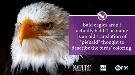 Bald Eagle Fact Sheet | Blog | Nature | PBS