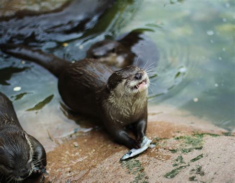 March's Featured Animal: Asian Small Clawed Otter