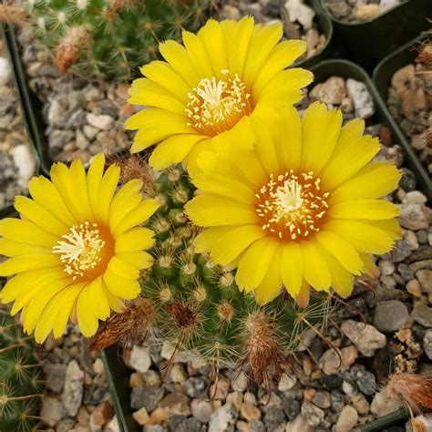 Flowering Cacti | Best Indoor Flower Plants For Beginners | POPSUGAR ...