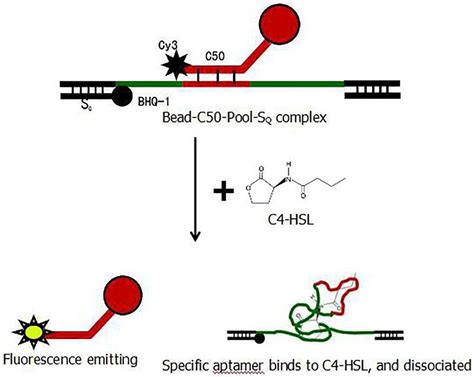 Schematic of aptamer screening by structure switching.... | Download ...