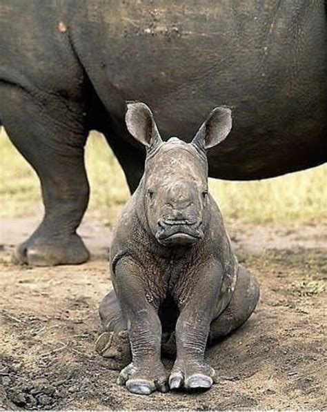 A cute baby Rhino | Majestic animals, Africa animals, Zoo animals