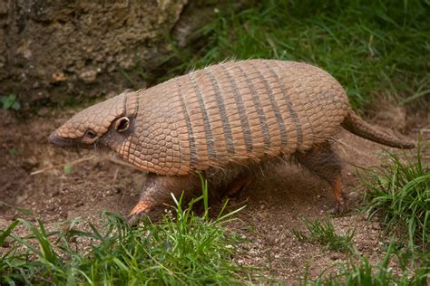 Different Types Of Armadillo