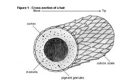 Hair - Back To Basics. How Is Hair Structured, And What Is It Made Of?