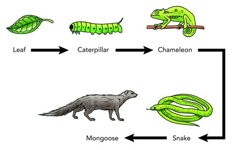 leaf to mongoose food chain | Illustration used in Gr 4-6 Na… | Flickr