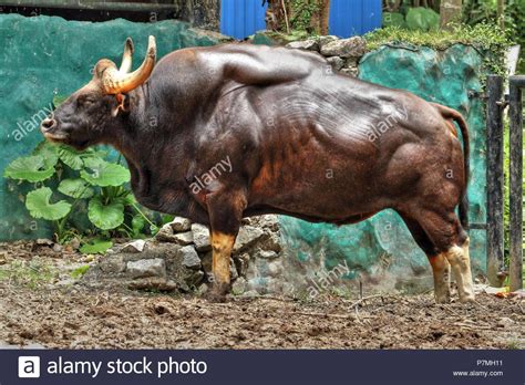 Pure Muscle (Indian Bison / Gaur) Stock Photo | Unusual animals ...