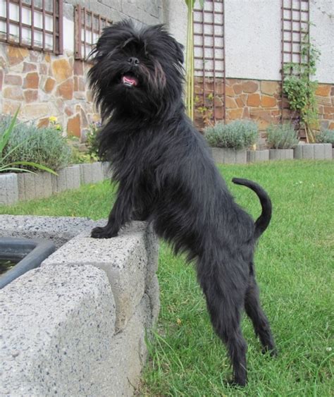 Affenpinscher, Size, Life Expectancy, Personality, Puppies, Pictures