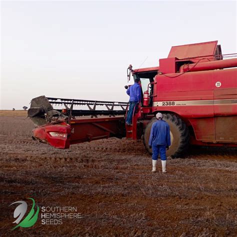 Harvesting Soya Beans - Soybean Farming - SHS