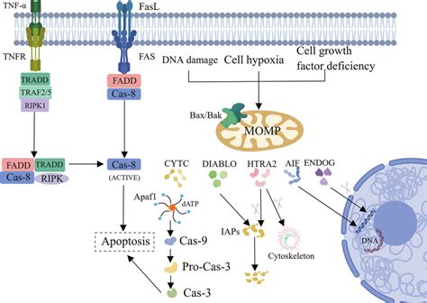 Two classical signaling pathways for apoptosis: the exogenous apoptotic ...