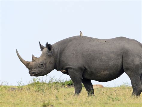 Facts About Black Rhinos For Kids | Kids Matttroy