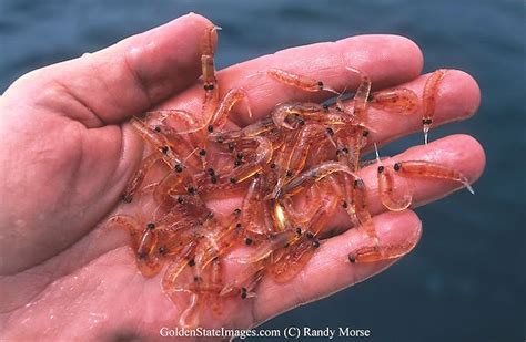 Krill Oil Benefits Omega 3 Fatty Acids Supplements Puritans Pride ...