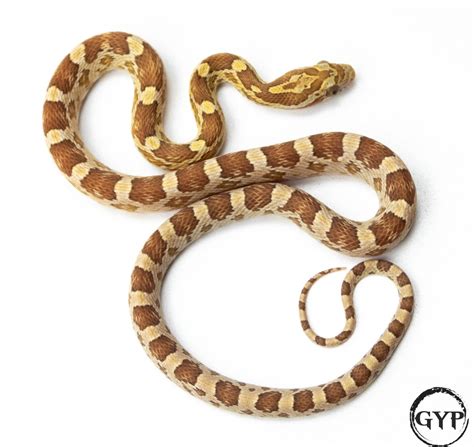 For Sale 2020 Amber Corn Snake Male - FaunaClassifieds