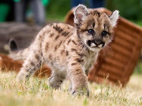 ADORABLE Baby Puma Cub! - YouTube