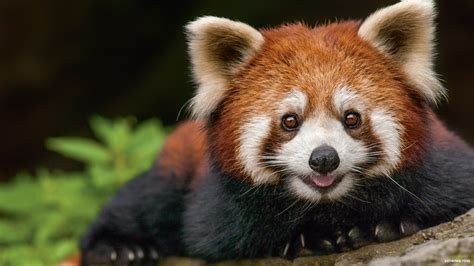 Nepal’s Latest Attraction- Red Panda- OMG Nepal