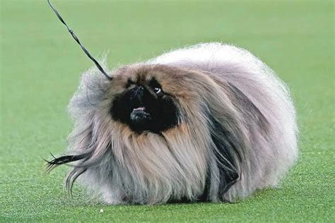 Prime Peke! Wasabi the Pekingese wins Westminster dog show - Hawaii ...