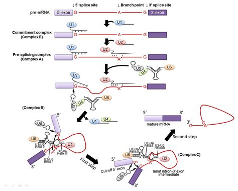 Frontiers | Spliceosomal snRNA Epitranscriptomics