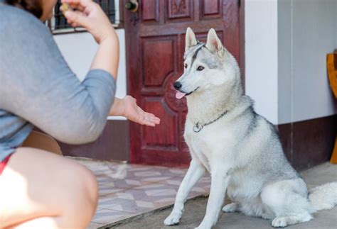 Effective House Training Methods for Huskies - PatchPuppy.com