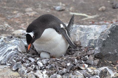 Gentoo Penguin Facts, Habitat, Predators, Lifespan, Pictures