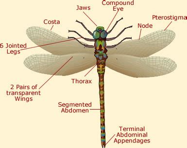 Dragonfly Anatomy - Illustration & Diagram Of A Dragonfly