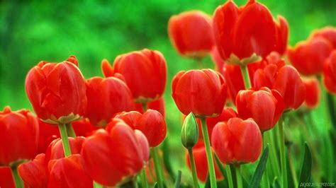 Wallpaper Bunga Tulip Merah | Deloiz Wallpaper