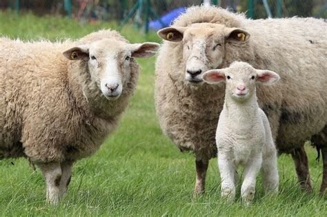 Sheep Farming In India Information For Beginners | Asia Farming