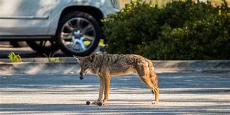 City coyotes' poor diets could make them more aggressive, study suggests